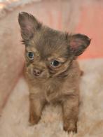 Prachtige raszuivere chihuahua pupy in huiskring mama en pap, Dieren en Toebehoren, Honden | Chihuahua's en Gezelschapshonden
