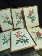 LOT DE  6 ANCIENNES GRAVURES  ROSES  REDOUTES, Enlèvement ou Envoi