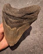 MEGALODON TOOTH USA 380 grammes 14,3 ! 1 x 11,3 x 2,8 cm, Enlèvement ou Envoi, Fossile