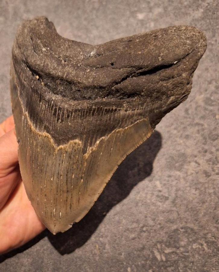 MEGALODON TOOTH USA 380 grammes 14,3 ! 1 x 11,3 x 2,8 cm, Collections, Minéraux & Fossiles, Fossile, Enlèvement ou Envoi