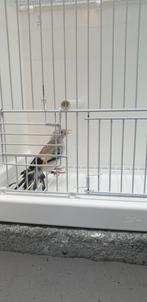 distelvink, Vrouwelijk