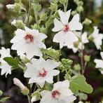Zaad van witte Lavatera, Tuin en Terras, Bloembollen en Zaden, Ophalen of Verzenden, Zaad