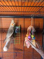 Valkparkieten, Dieren en Toebehoren, Vogels | Parkieten en Papegaaien, Geslacht onbekend