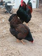Raszuivere Barnevelder hennen – topkwaliteit – dubbelgezoomd, Dieren en Toebehoren