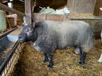 Blauwe texel ram 3 jaar, Dieren en Toebehoren