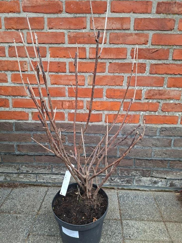 Bessenstruiken en kleinfruit, Tuin en Terras, Planten | Fruitbomen, Ophalen