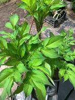 Aronskelk Amorphophallus rivieri, Tuin en Terras, Ophalen