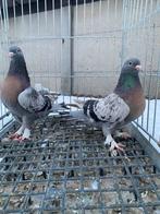 Takla boz benekli paslı koppel, Dieren en Toebehoren, Vogels | Duiven