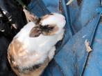 Dwergkonijn, Dieren en Toebehoren, Konijnen