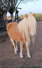 haflinger paard, Minder dan 160 cm, Niet van toepassing, Hengst, 7 tot 10 jaar