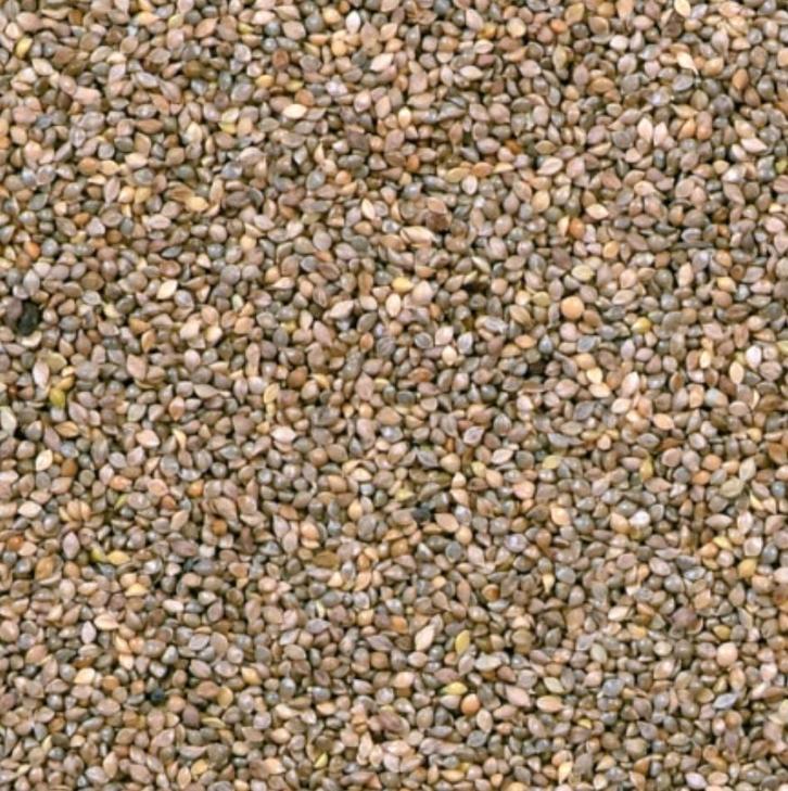 Spinaziezaad 1kg - bevordert de gezondheid -, Dieren en Toebehoren, Dierenvoeding, Vogel, Ophalen of Verzenden