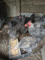 Mechelse koekoek, Dieren en Toebehoren, Pluimvee