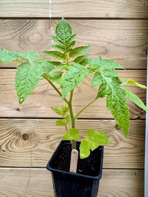 Biologische tomatenplantjes van eigen kweek - 3 soorten, Jardin & Terrasse, Plantes | Jardin, Enlèvement ou Envoi