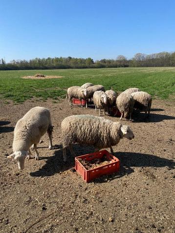 Schapen rammen, Mâle, Mouton, 0 à 2 ans