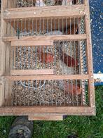 Kanaries  rood pigment  20euro  stuk, Dieren en Toebehoren, Vogels | Kanaries