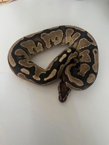 SPOED!! Koningspython 1.0 het pied  disponible aux enchères