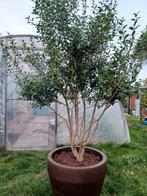 Osmanthus burkwoodii meerstam, Lente, 100 tot 250 cm, Ophalen, Volle zon