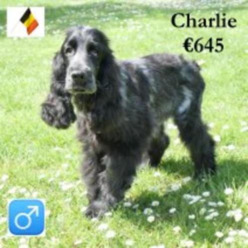 Chiot cocker anglais « Charlie » à vendre (belge), Animaux & Accessoires, Chiens | Retrievers, Épagneuls & Chiens d'eau, Chien (mâle)