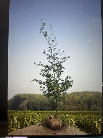 Gezocht BEUKEN FAGUS SYLVATICA disponible aux enchères