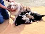 bordercolliepups, Dieren en Toebehoren, CDV (hondenziekte), 8 tot 15 weken, Meerdere dieren, België