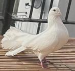 pauwstaart duiven te koop, Dieren en Toebehoren