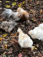 Zijdehoenders te koop, Vrouwelijk, Kip