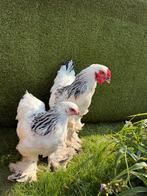 Brahma koppels Colombia Zwart-Wit, Dieren en Toebehoren, Pluimvee, Kip