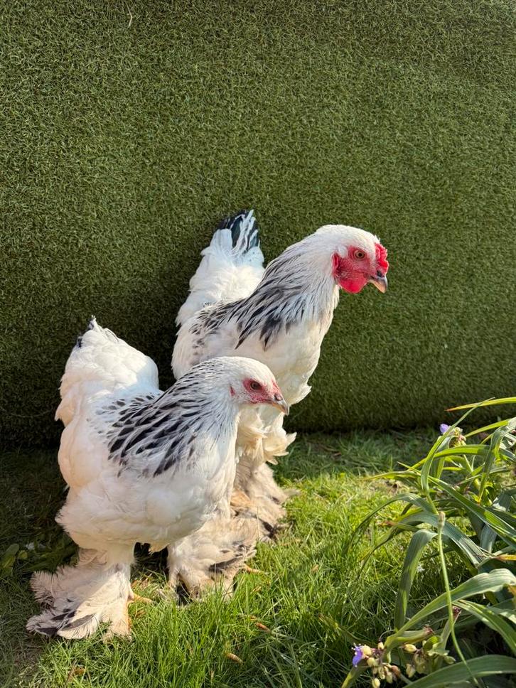 Brahma koppels Colombia Zwart-Wit, Dieren en Toebehoren, Pluimvee, Kip