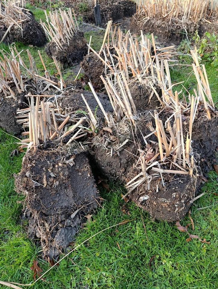 riet gratis af te halen, Tuin en Terras, Planten | Tuinplanten, Vaste plant, Siergrassen, Volle zon, Herfst, Ophalen