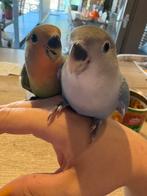 Handtamme dwergpapegaai, Dieren en Toebehoren, Vogels | Parkieten en Papegaaien, Meerdere dieren, Dwergpapegaai of Agapornis, Tam