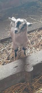 "Super mooi mieke", Animaux & Accessoires, Femelle, Chèvre, 0 à 2 ans