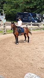 B pony, Dieren en Toebehoren, Pony's, B, Ruin, Springpony, B pony (1.17m tot 1.27m)