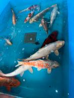 10 koi tot 65 cm (goedkoop), Animaux & Accessoires, Poissons | Poissons d'étang, Carpe ou Koï