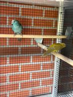 Kweekkoppel Kakariki, Meerdere dieren, Parkiet, Geringd