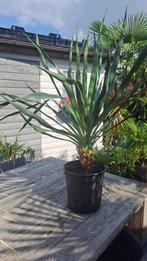 yucca gloriosa, Tuin en Terras, Ophalen, Vaste plant