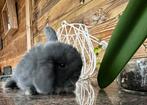 Nederlands Dwerghangoor konijn, Dieren en Toebehoren, Konijnen, Meerdere dieren, Dwerg, Hangoor, 0 tot 2 jaar