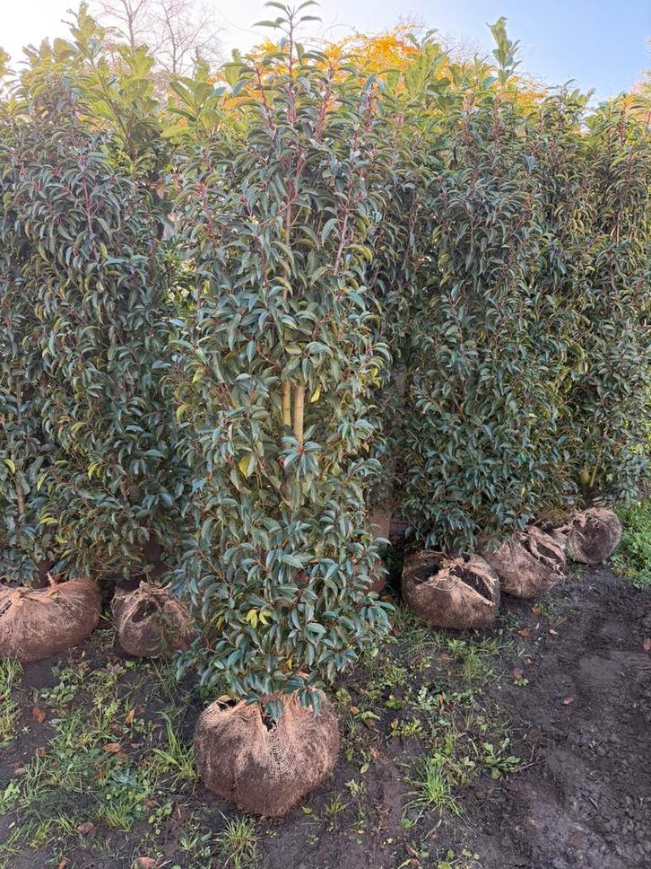 8x portugese laurier 175/200cm met kluit, Jardin & Terrasse, Plantes | Arbustes & Haies, Haie, Laurier, Enlèvement