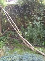 Walnoot Twee lange takken, Tuin en Terras, Ophalen, Gebruikt, Overige typen, Hardhout