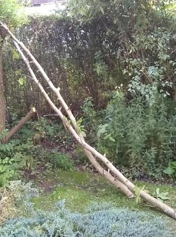 Walnoot Twee lange takken  beschikbaar voor biedingen