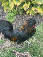 Haan, Dieren en Toebehoren