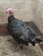 Ronquiere kalkoen, Dieren en Toebehoren, Pluimvee, Kalkoen