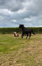 2 vriendjes te koop, Dieren en Toebehoren, Paarden, Meerdere dieren, Zadelmak