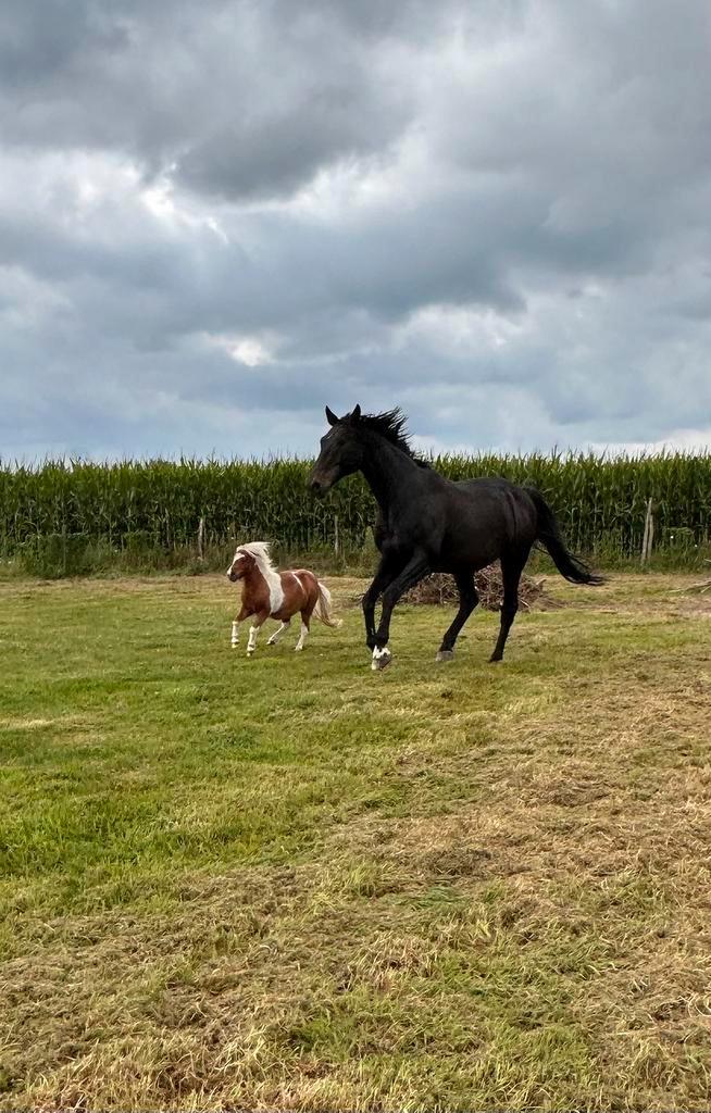 2 vriendjes te koop, Dieren en Toebehoren, Paarden, Meerdere dieren, Zadelmak