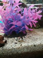 Wildkleur garnalen 10stuks, Ophalen, Zo goed als nieuw