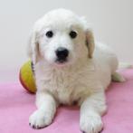 Golden Retriever, speelse pups, Golden retriever, België, Handelaar, CDV (hondenziekte)