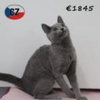 Mooie Blauwe Rus kittens, Meerdere dieren, Gechipt, 0 tot 2 jaar