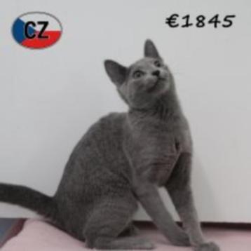 Mooie Blauwe Rus kittens beschikbaar voor biedingen