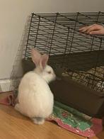 Te koop prijs bespreekbaar alles is er bij, Dieren en Toebehoren