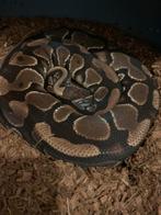 Yellowbelly het Clown 0.1, Dieren en Toebehoren, Reptielen en Amfibieën