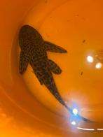 Pleco - Vis, Dieren en Toebehoren, Overige typen